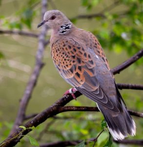 A turtle dove