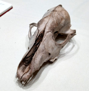 A coyote skull used for scrying
